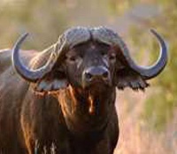 Buffel