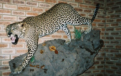 Leopard sydafrika