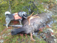 Moose hunting with dog