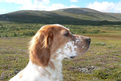 White grouse hunting with dog