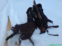 Great grouse hunting with skis