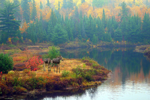 Moose safari