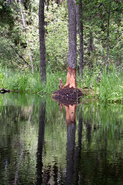 Water beaver safari