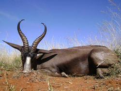 Black springbuck