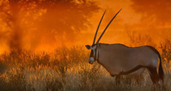 Gemsbok