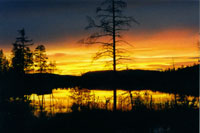 Beaver safari evening