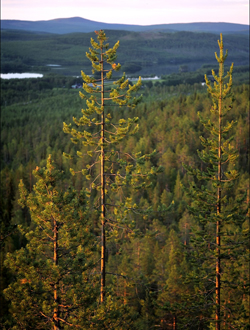 Bearhunting in middle of Sweden