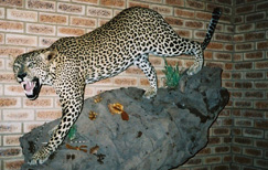 Leopard South Africa