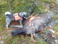 Moose hunting