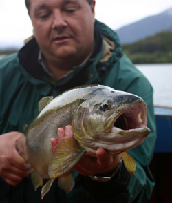 Fishing for salmon trout