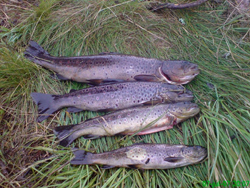 Fishing for salmon trout in Härjedalen and Jämtland