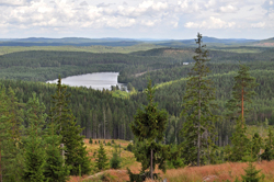 Moose safari Sweden