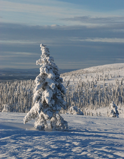 Winterjagd auf Schneehuhn